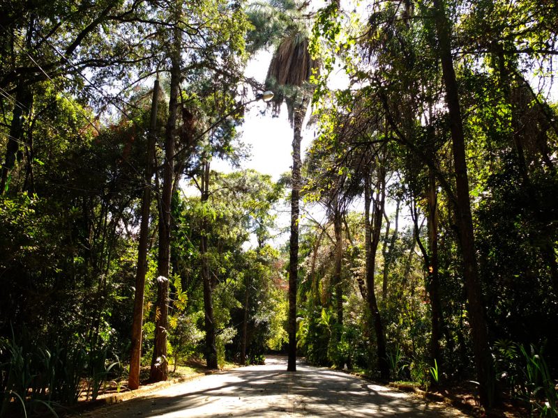 Alameda arborizada